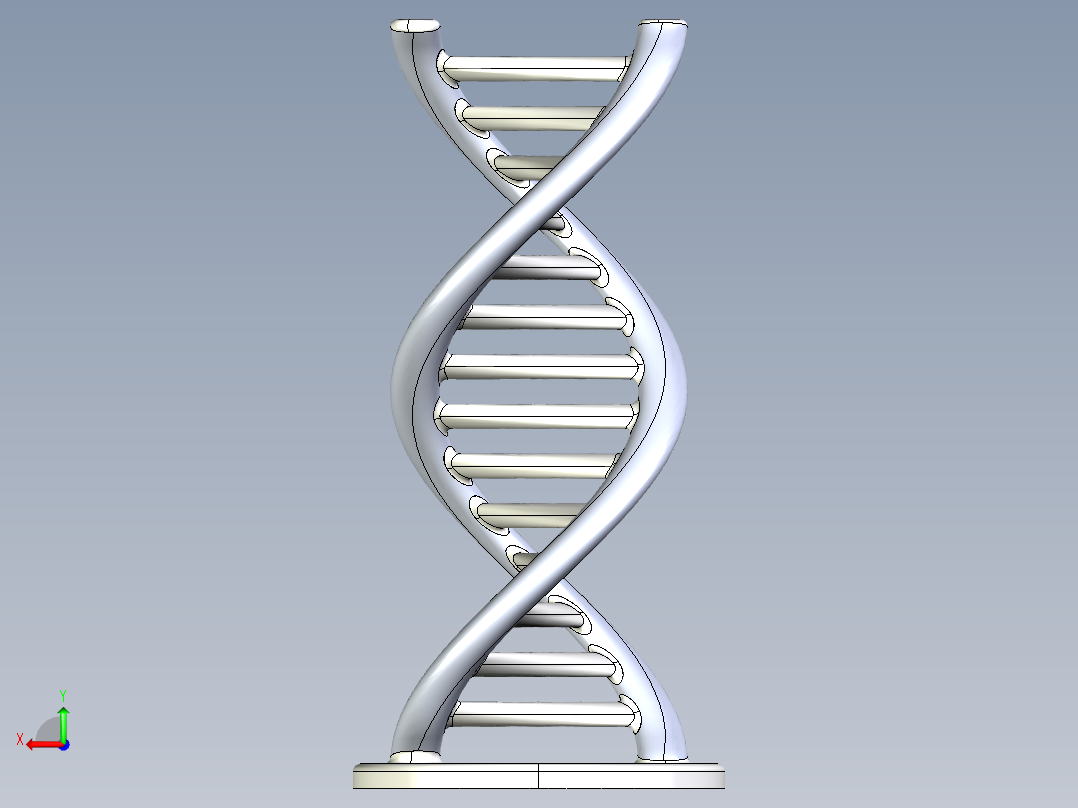 DNA基因染色体13后视图