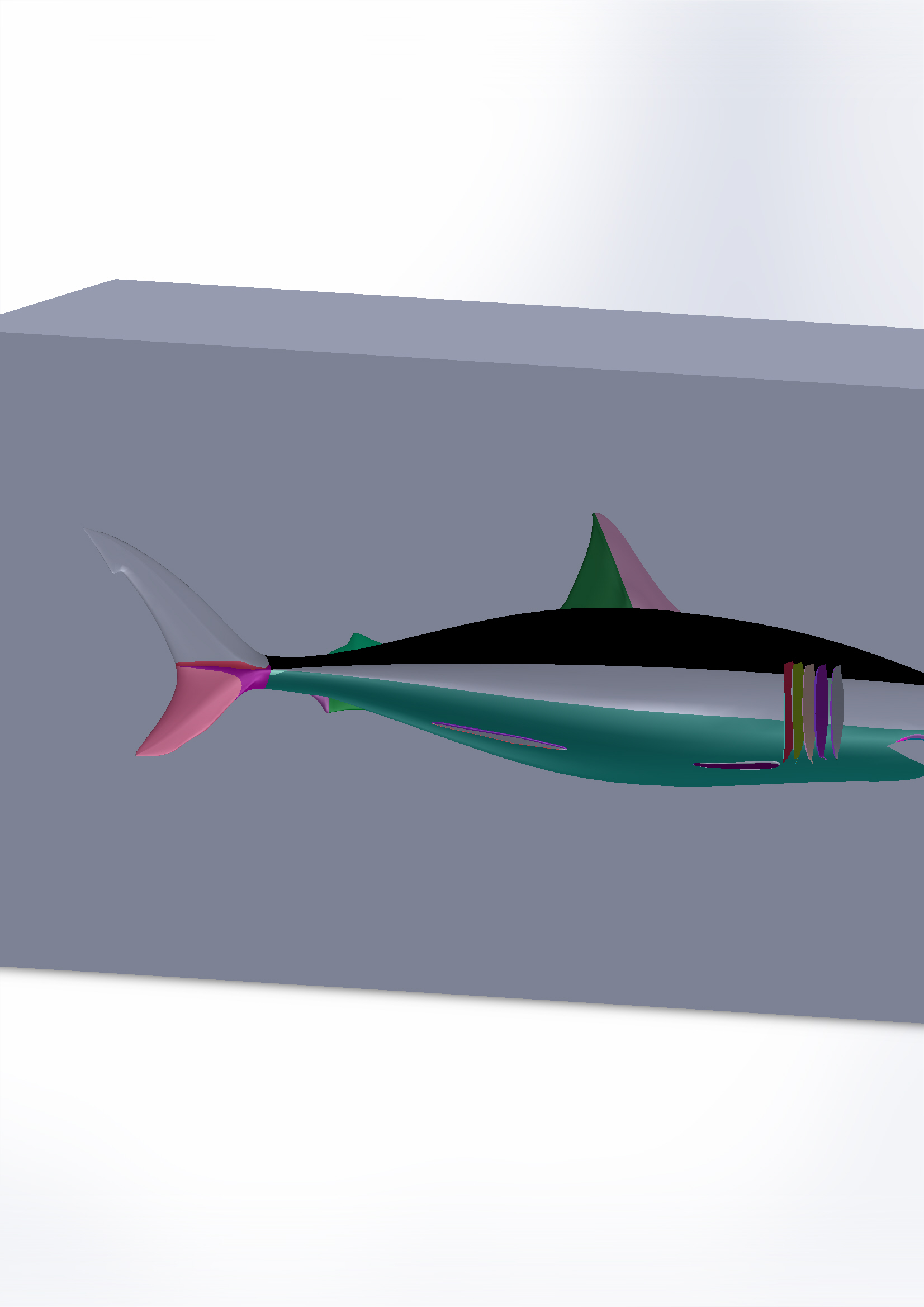 大白鲨鱼模型3D图纸 Solidworks设计 附STEP
